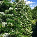 Hill Farms Fir Trees