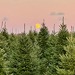 Hill Farms Fir Trees