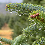 Closeup of one of our trees