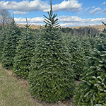 Hill Farms Fir Trees
