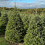 Hill Farms Fir Trees