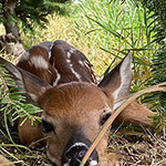 Little fawn in the grass