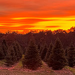 Sunset in our fields