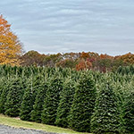 A field of our trees