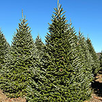Hill Farms trees