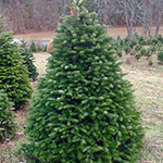 Hill Farms tree