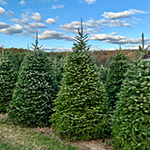 More of our trees