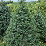 Hill Farms tree
