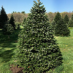 Hill Farms tree