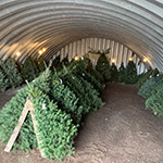 Hill Farms pre-cut trees