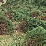 Hill Farms trees harvested