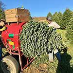 A tree being baled