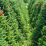 A row of our trees