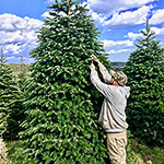 One of the crew trimming a tree