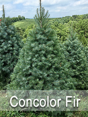 Hill Farms Concolor Fir tree