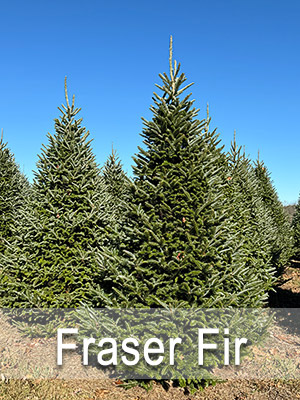 Hill Farms Fraser Fir tree