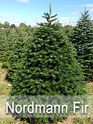 Hill Farms Nordmann Fir tree