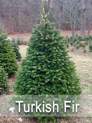 Hill Farms Turkish Fir tree