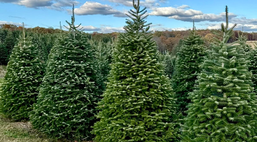 Hill Farms Christmas trees