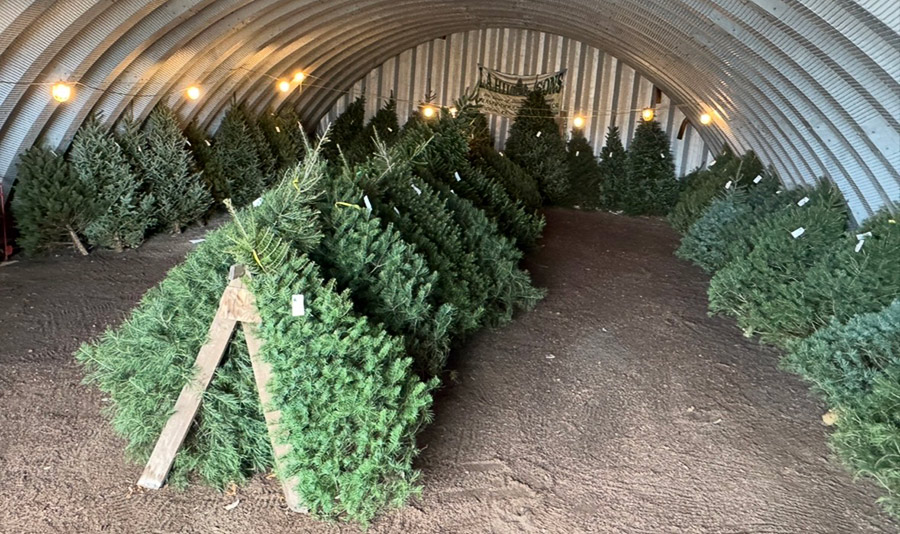 Hill Farms pre-cut trees for sale