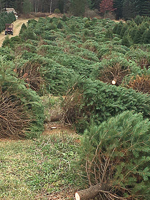 Hill Farm wholesale trees 1