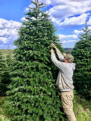 Hill Farm wholesale trees 2