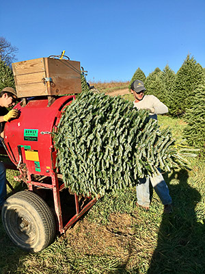 Hill Farm wholesale trees 3