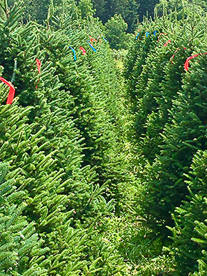 Hill Farm wholesale trees 4